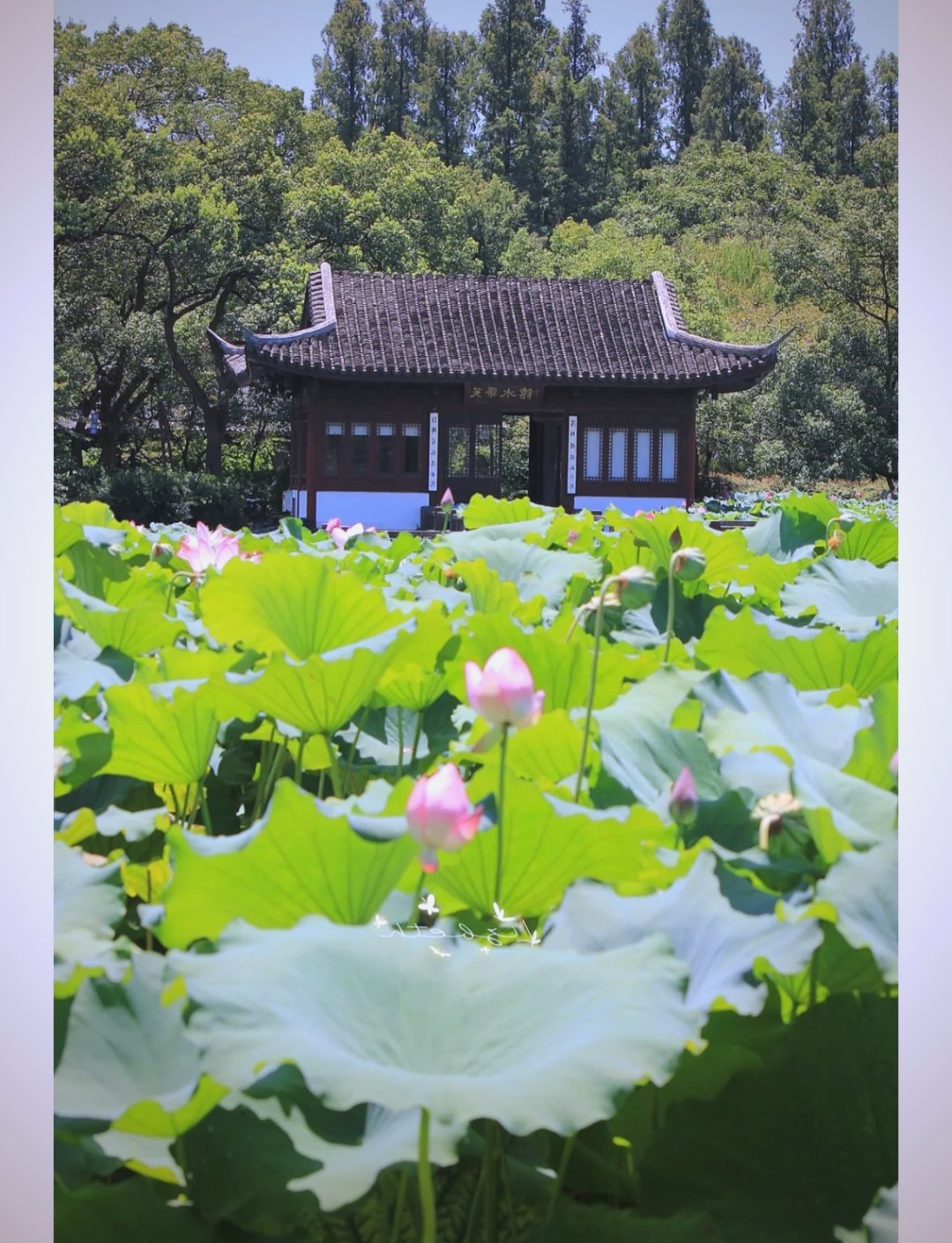 杭州夏天哪儿凉快，九溪踩水竹径发呆刚刚好