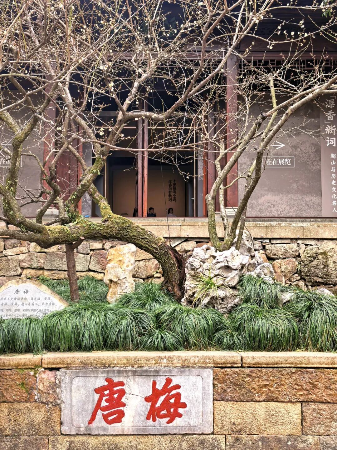 2026杭州超山梅花节赏梅攻略来啦!收藏