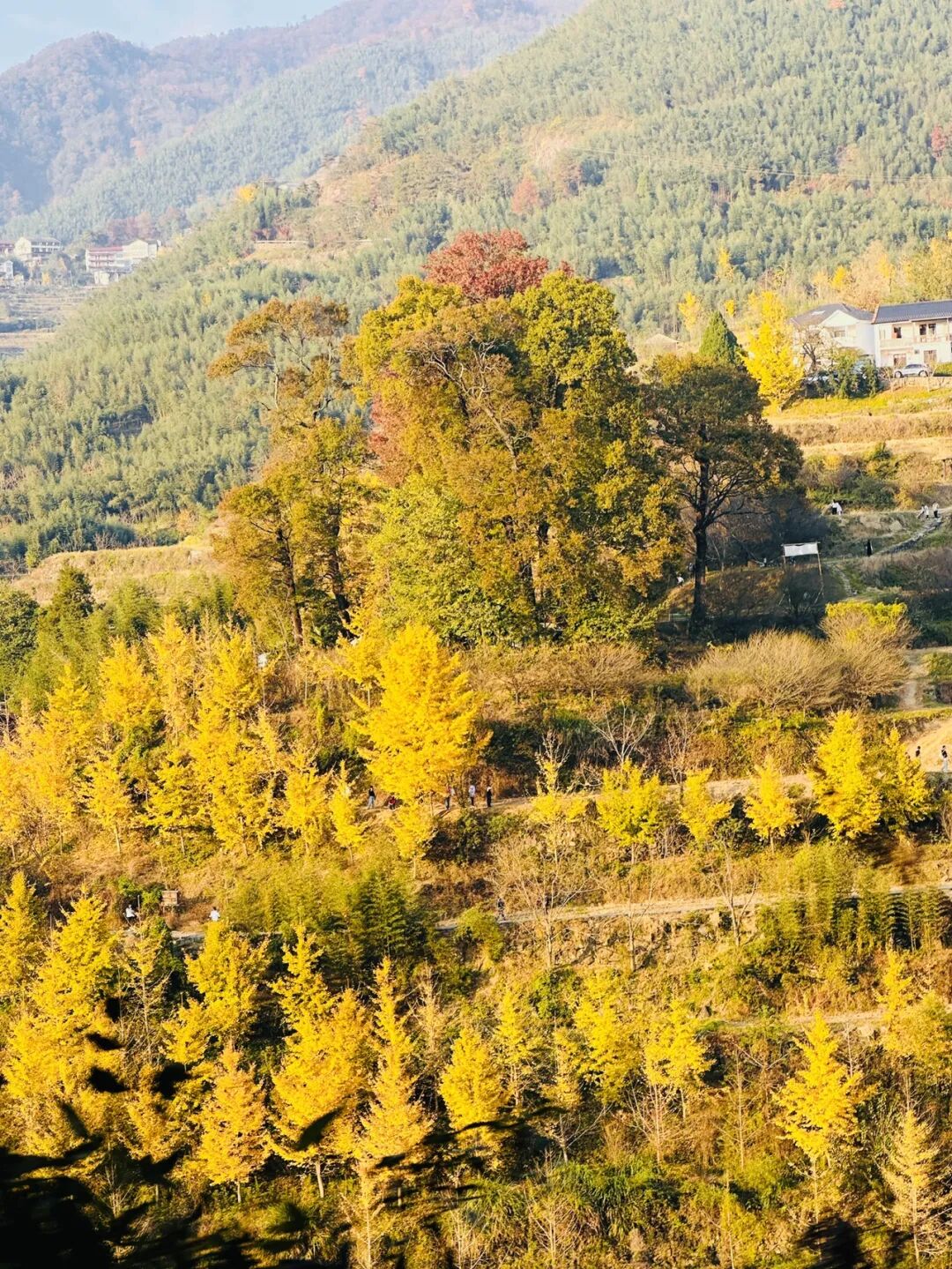 无限次返场的赏秋好去处|华东高山村落徒步赏秋天花板,带你登高俯瞰千年古村的秋日史诗!临安指南村赏秋攻略