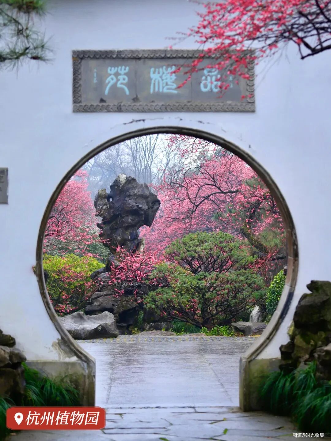 2026杭州梅花已开|踏雪寻梅,才是杭州冬日的浪漫·Top10绝美赏梅点!收藏