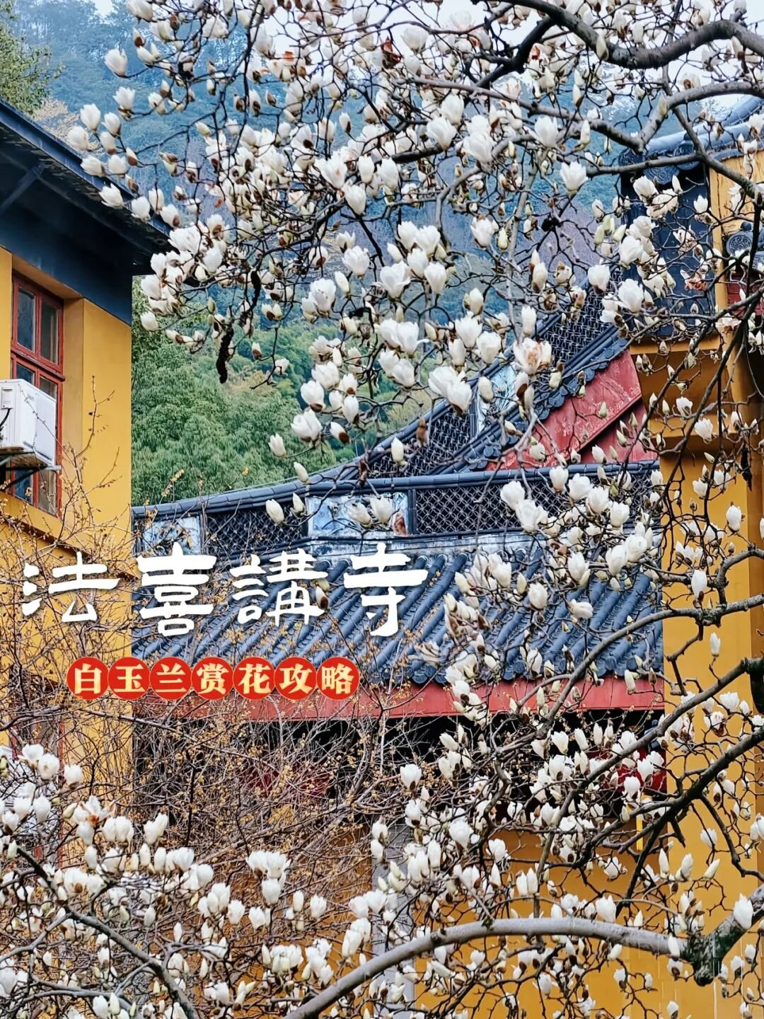 法喜寺白玉兰七天记了一整年