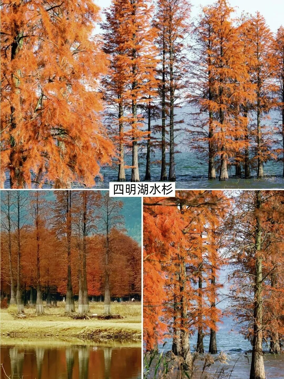 四明山赏秋4大停靠点+盘山公路8条避坑提醒