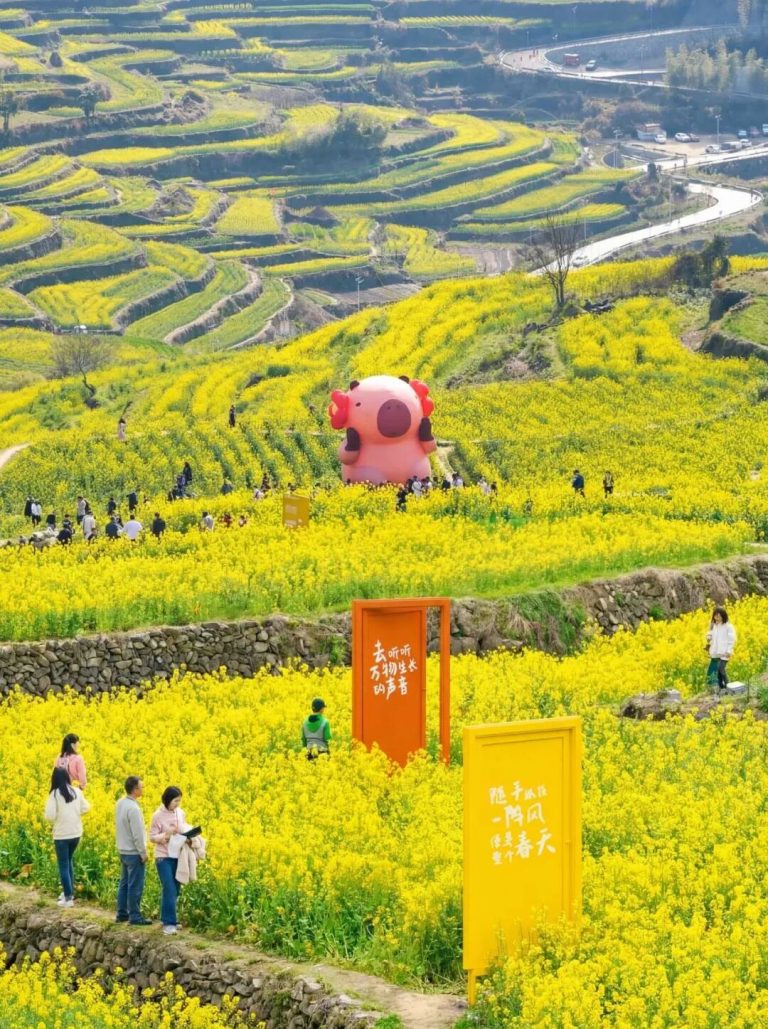 杭州出发去上虞看油菜花，梯田花海比婺源近