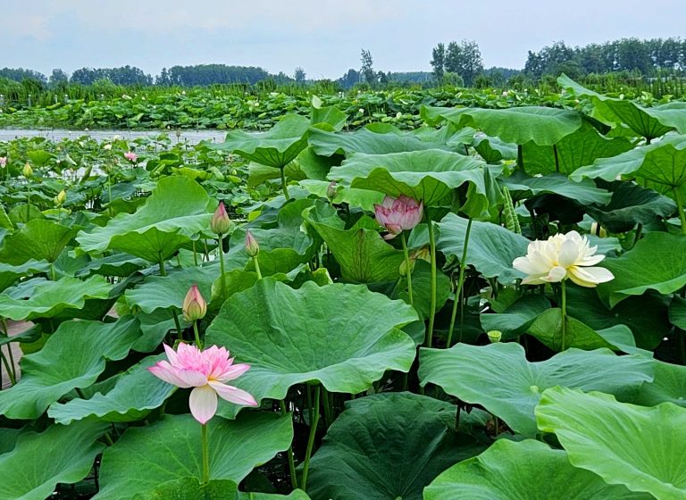 九溪两条玩水路线+荷塘攻略避暑不踩坑