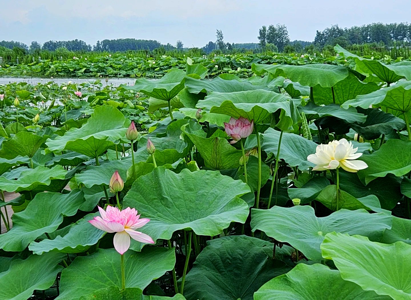 九溪两条玩水路线+荷塘攻略避暑不踩坑