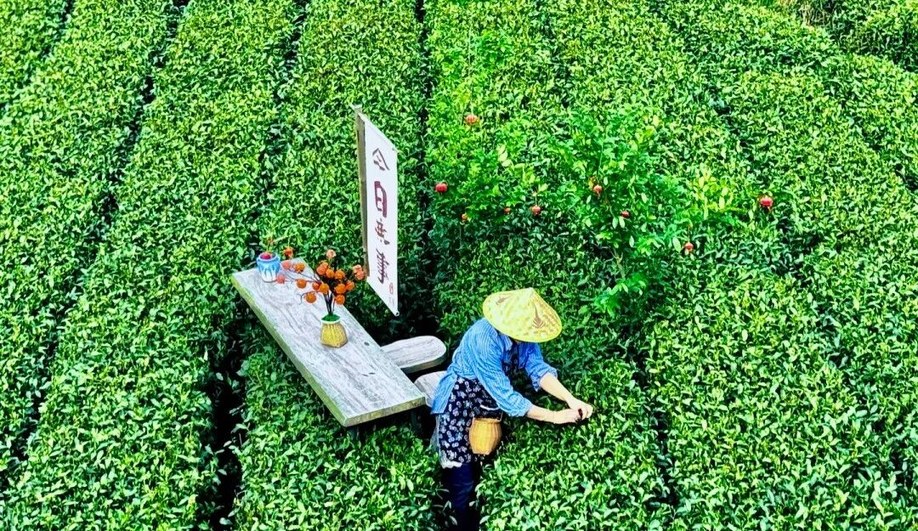 1314路公交行驶在林荫道