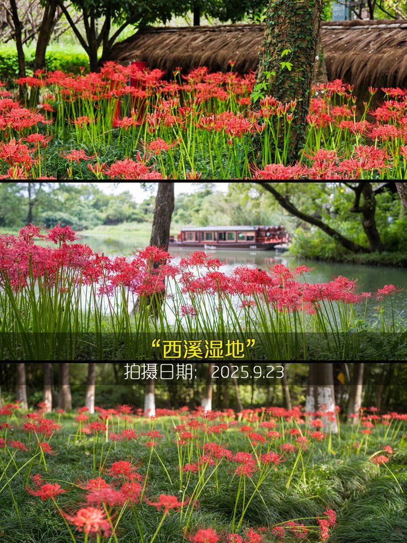 西溪湿地摇橹船红花