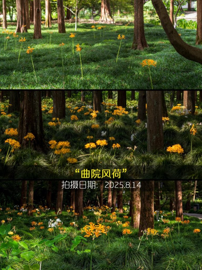 彼岸花开时，杭州的秋天就藏在这10片花海里