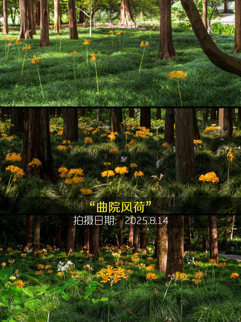 彼岸花开时，杭州的秋天就藏在这10片花海里
