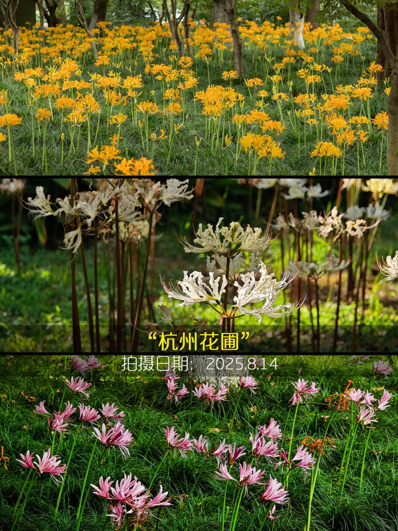 花圃三色拼图