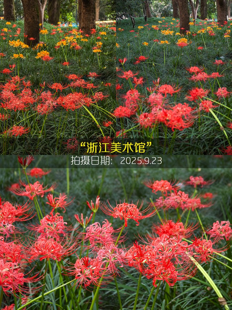 浙江美术馆红花海