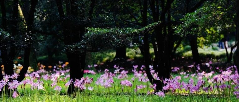 杭州植物园石蒜花海，四个点位这样逛