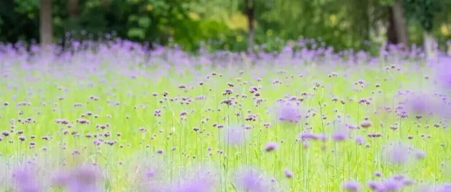 滨江白马湖马鞭草花海攻略，免费附避坑