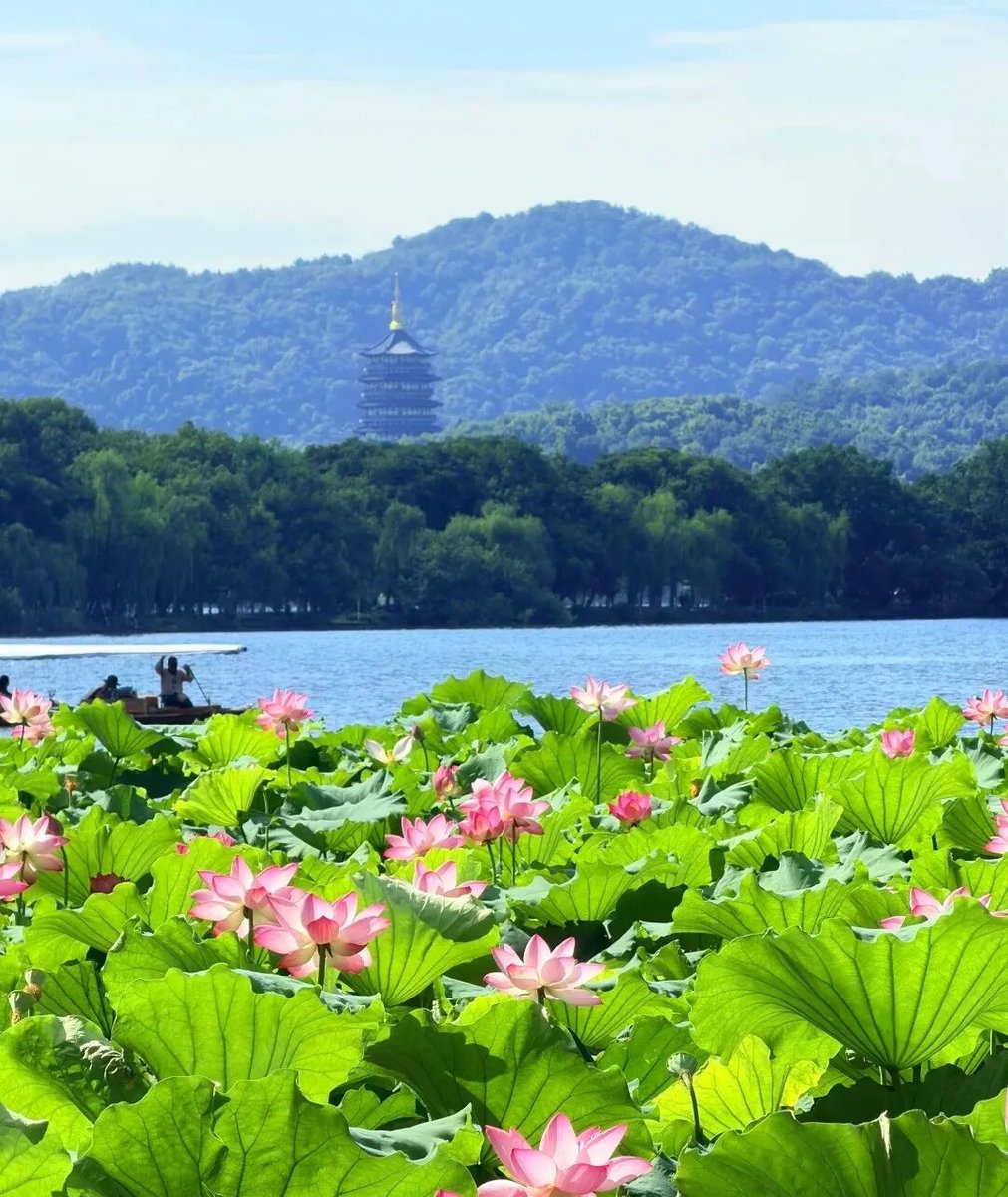 荷花雷峰塔
