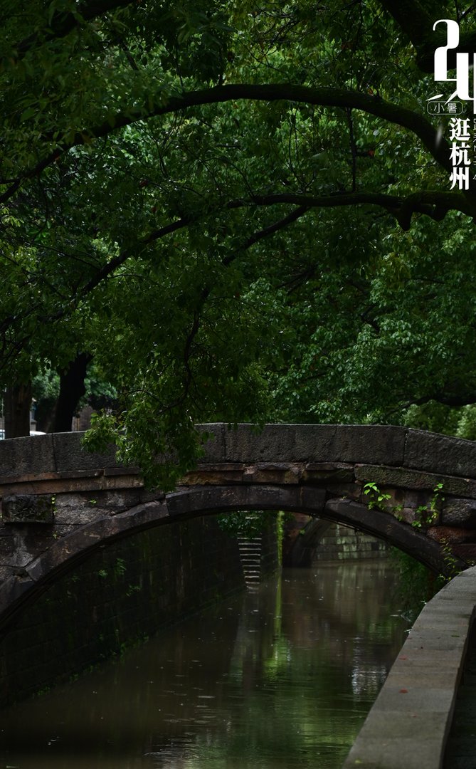忠义桥香樟