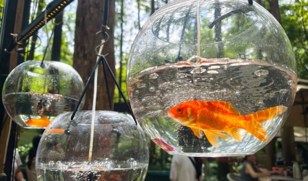 悬浮金鱼缸