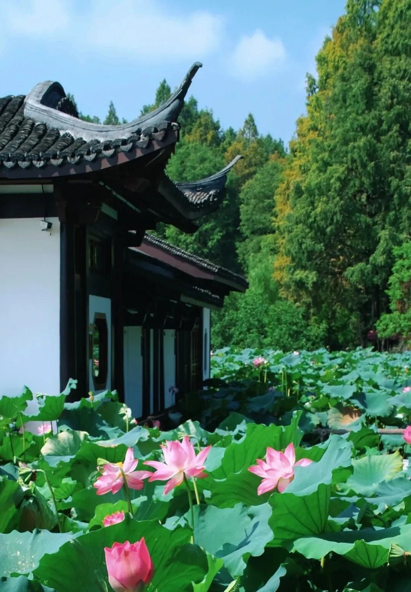 岳湖楼荷塘