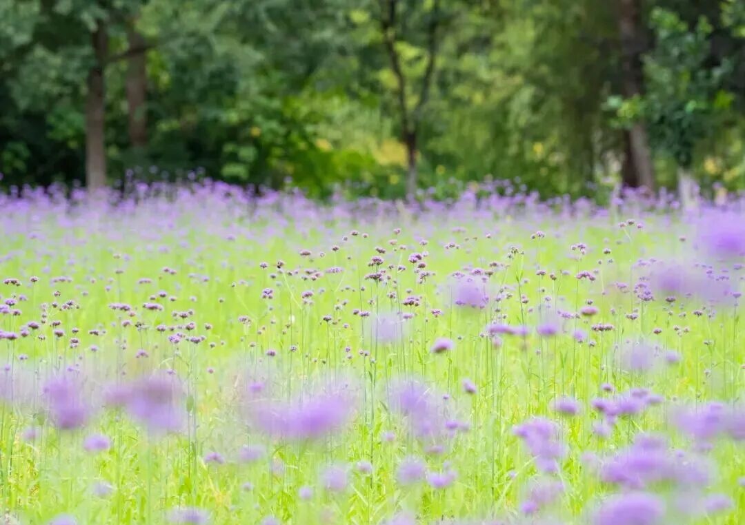白马湖马鞭草紫色花海全景
