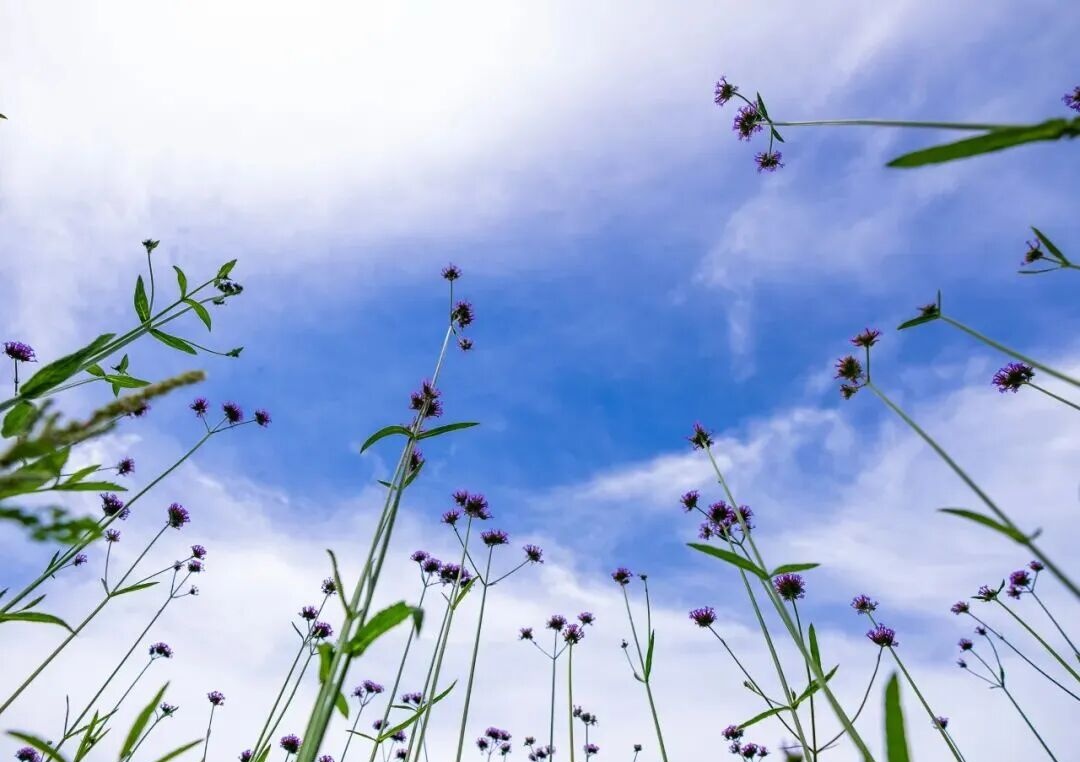 白马湖马鞭草花海远处全景