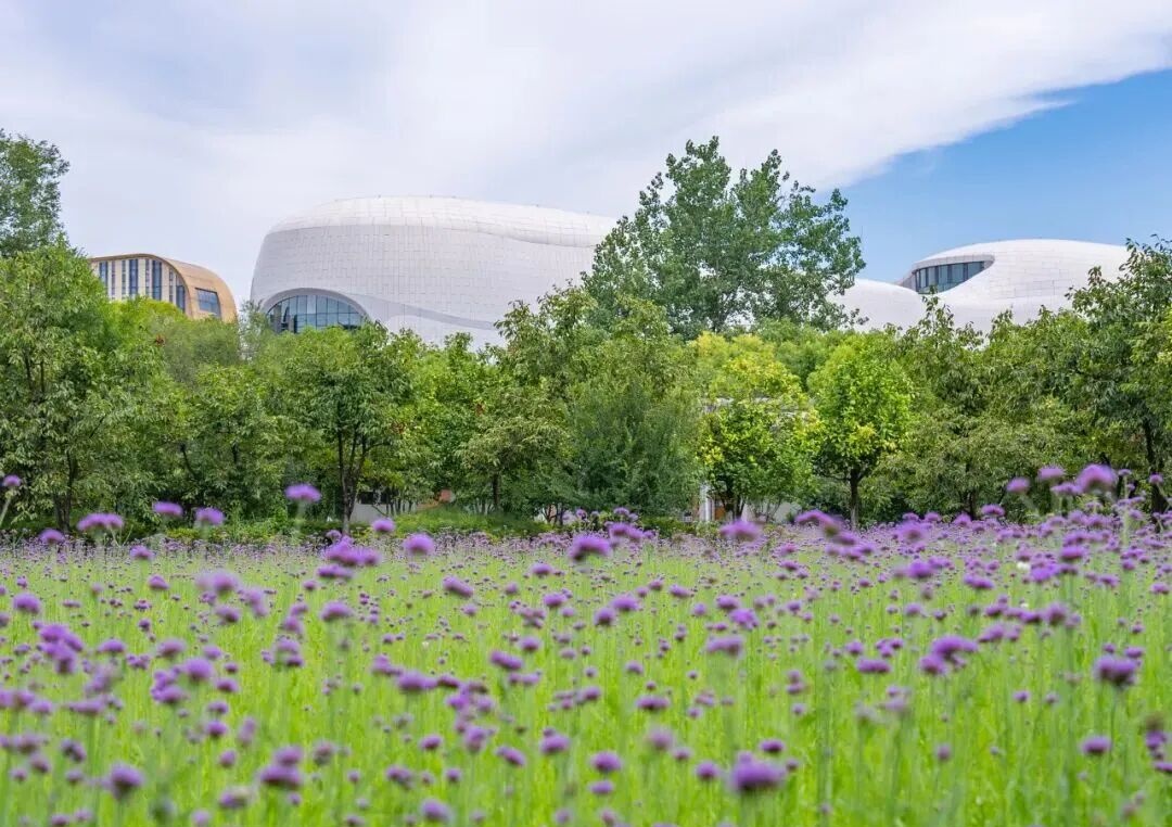 白马湖马鞭草花海远景倒影