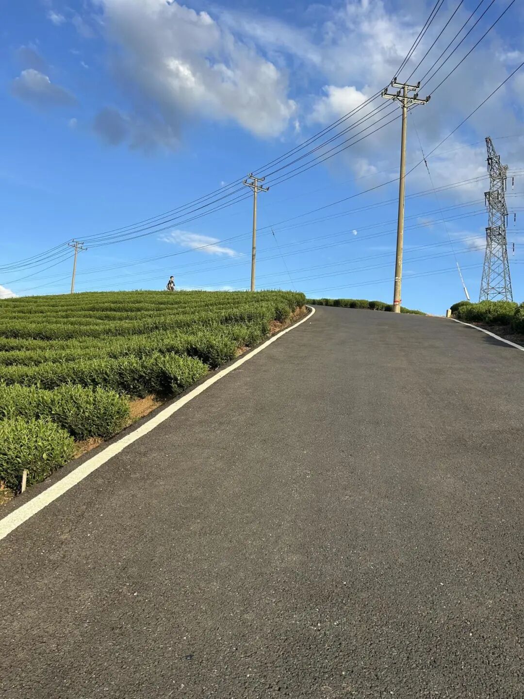 大朗山茶山远景