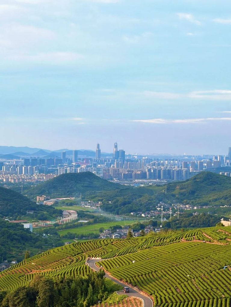 余杭大朗山茶山，15分钟开车登顶