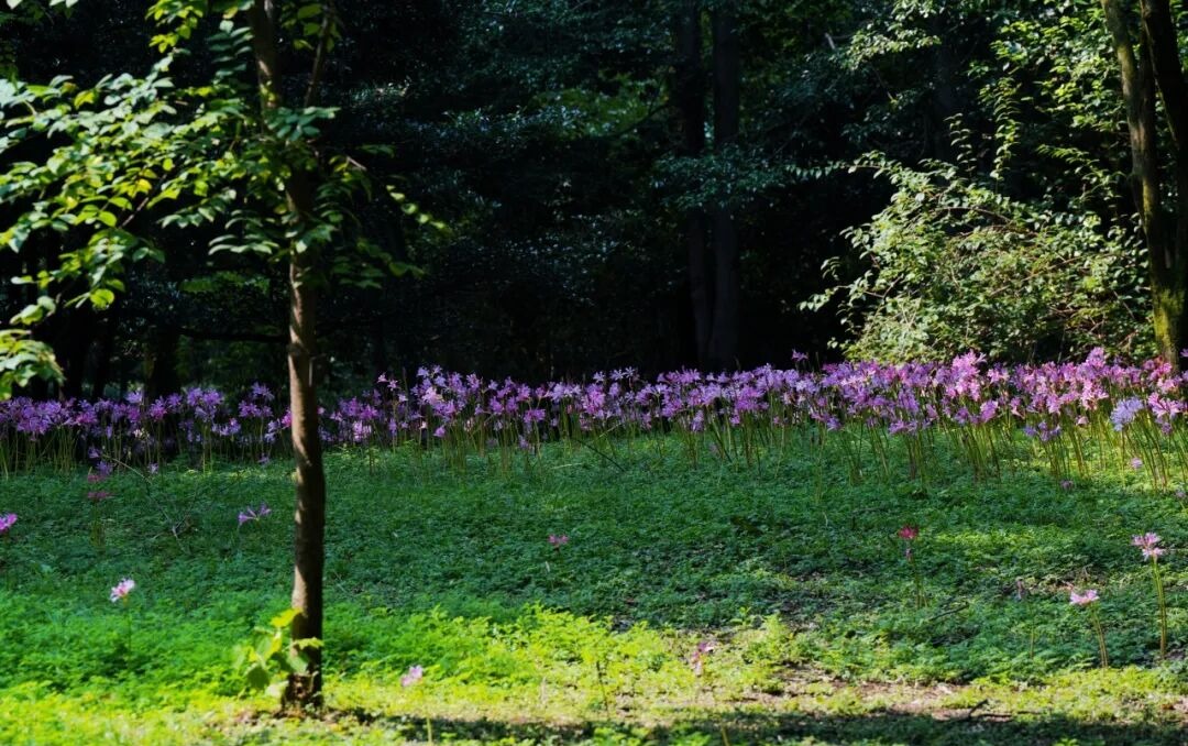 杭州植物园玉泉鱼跃景区室内石蒜特展