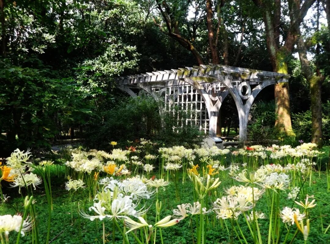 杭州植物园植物资源馆石蒜限定文创周边