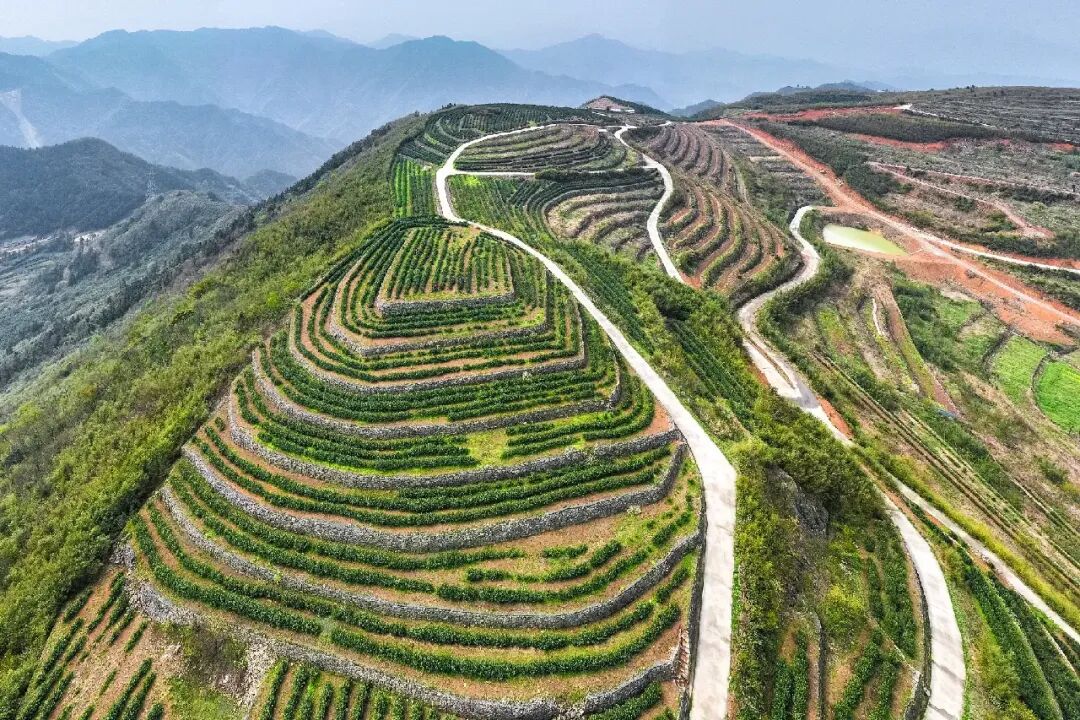 安顶山千亩茶园