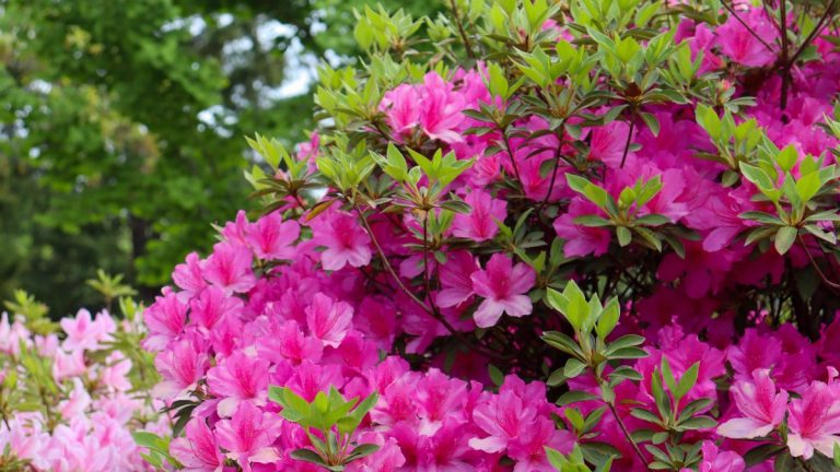 杭州植物园杜鹃花开了，门票只要10块