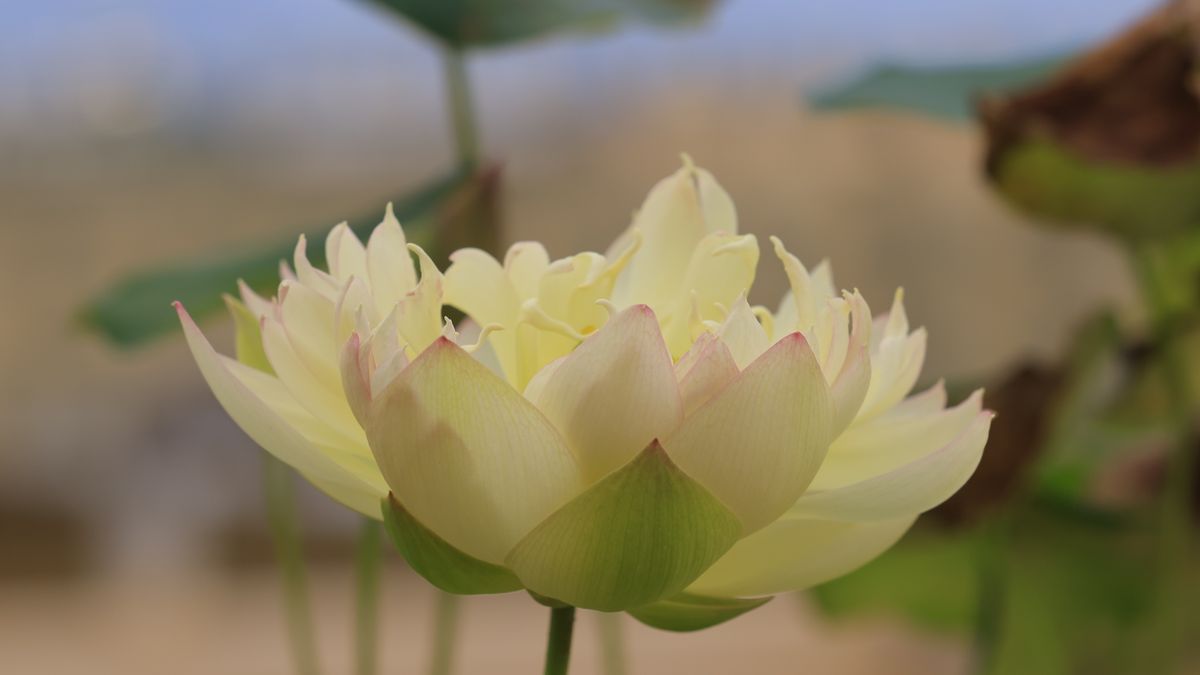2026西湖荷花季终极指南：12个赏荷点+神仙机