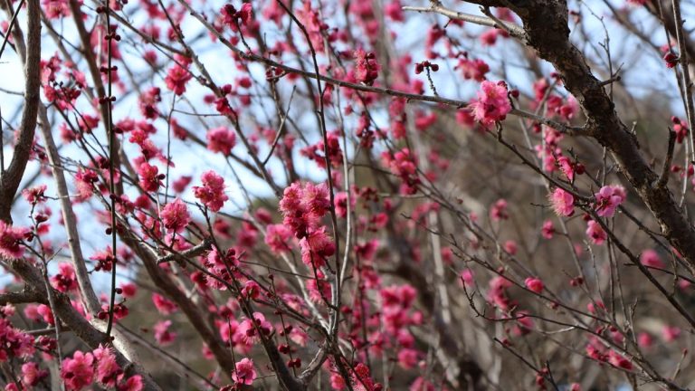 西湖梅花观赏指南：这8个宝藏点位，拍出早春第一抹
