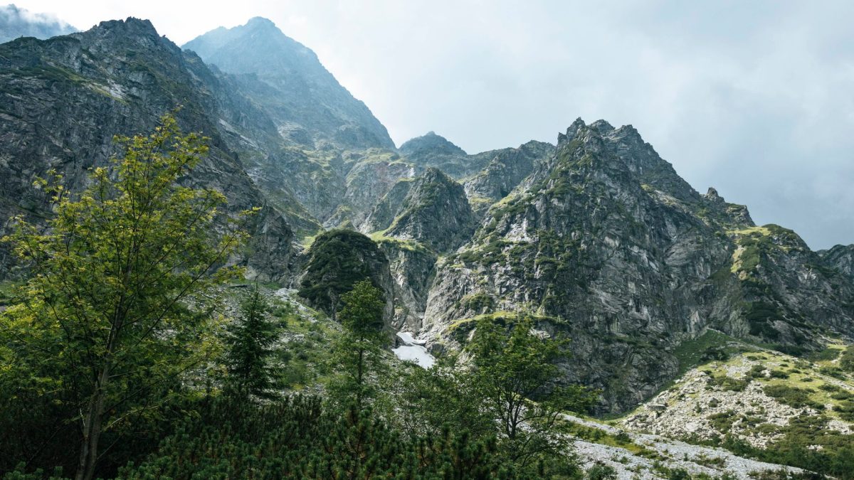 春分开茶龙井村，千年茶山的头采时刻