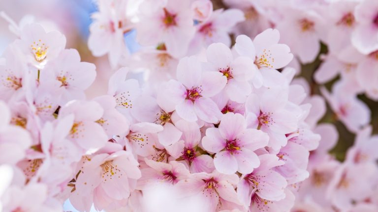 西湖早春樱花前线：杭州西湖樱花最佳观赏点位与拍照