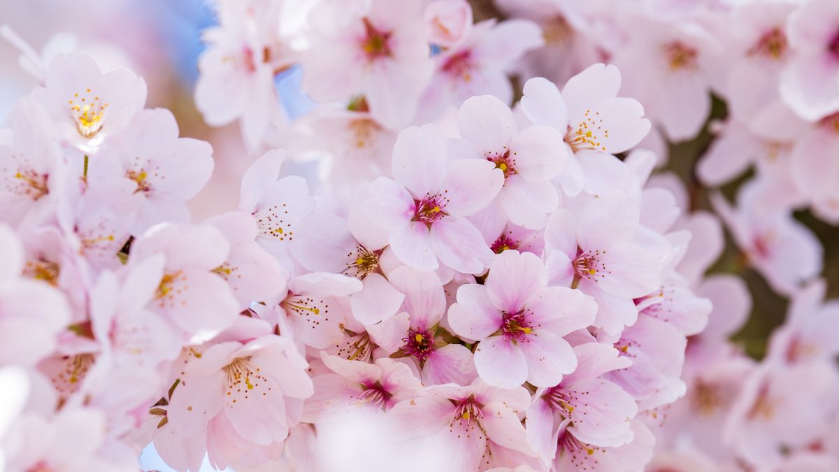 西湖早春樱花前线：杭州西湖樱花最佳观赏点位与拍照