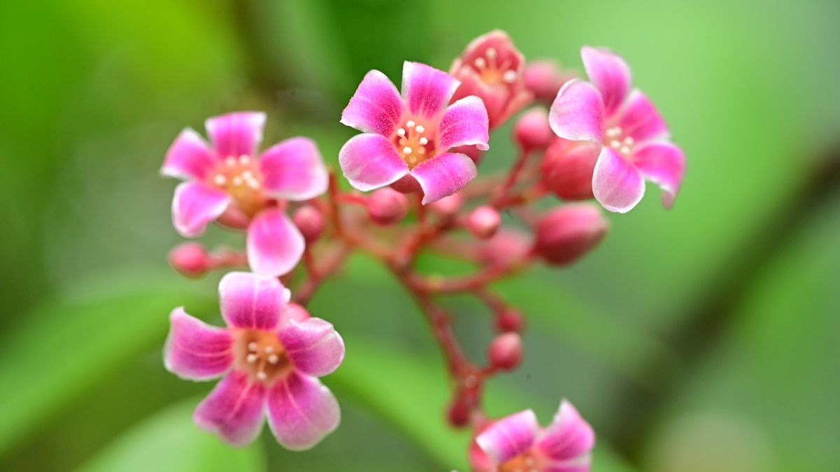 春天来了，杭州春日玉兰花赏花指南