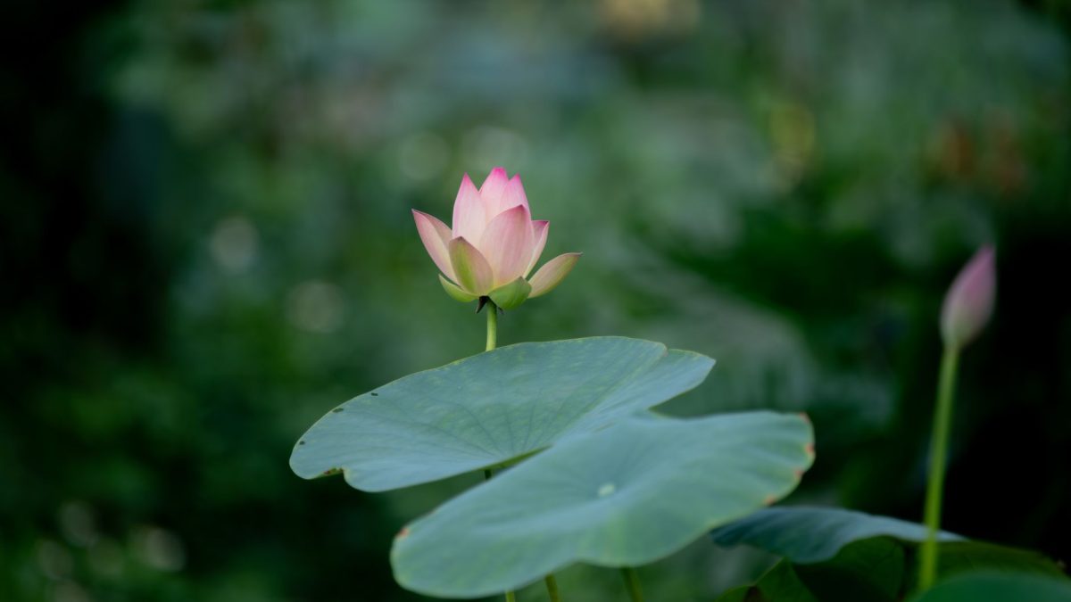 建德荷花进了西湖，夏天才算开始