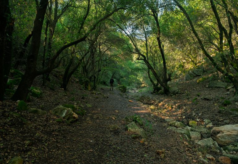 走马岗千年香榧林，安静得不像话