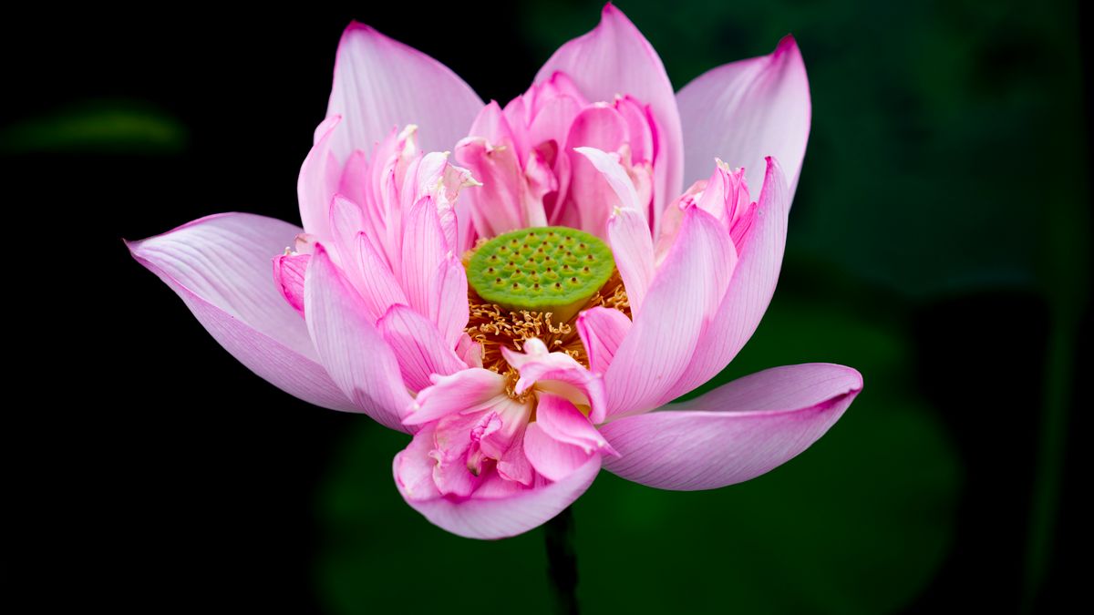 西湖藏了朵黄荷花九成人没见过