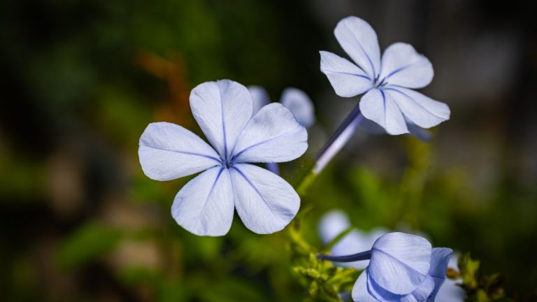 春日杭州踏青赏花放风筝全攻略