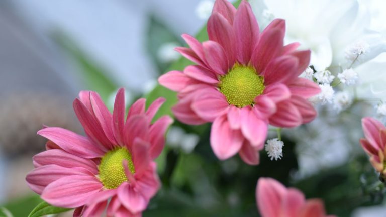 4月下旬杭州怎么玩？西溪花朝节+西湖赏花路线来了