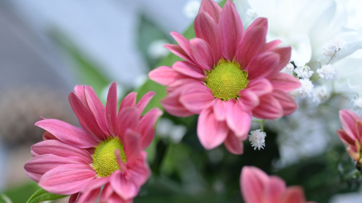 4月下旬杭州怎么玩？西溪花朝节+西湖赏花路线来了