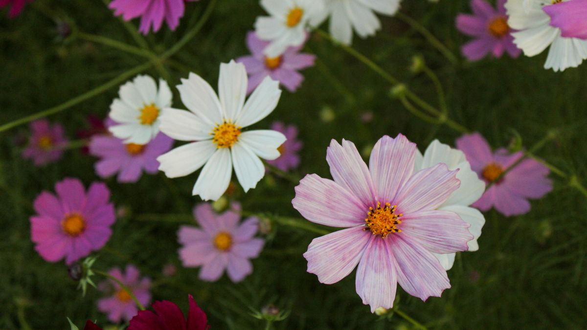杭州赏花地图从樱花到油菜花
