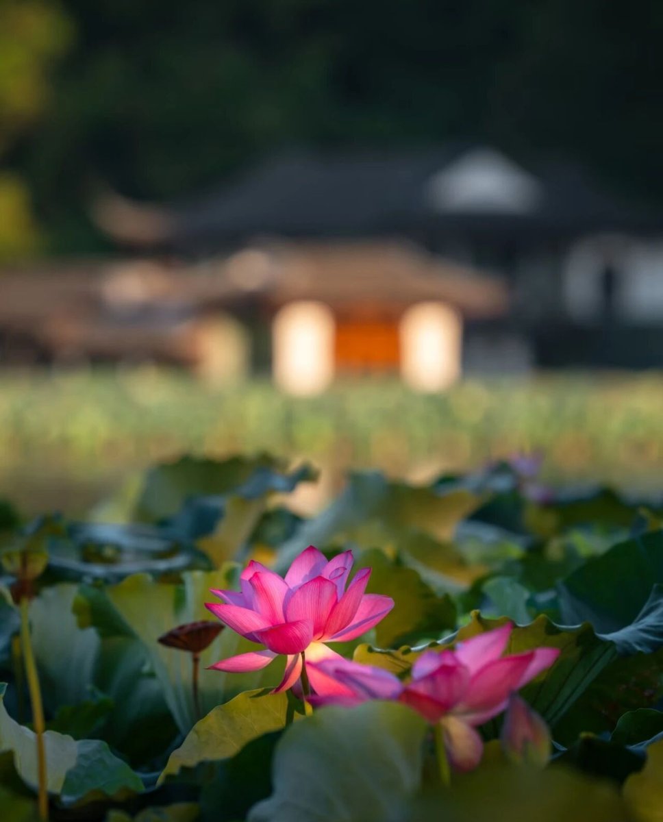 盛夏的曲院风荷，藏着康熙和乾隆的两块碑