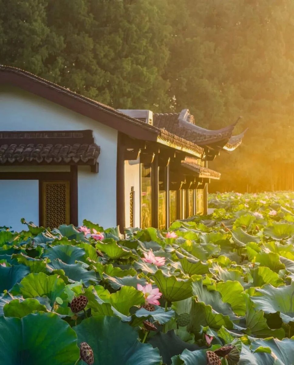 夕阳荷塘建筑