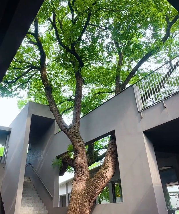 樟树穿墙
