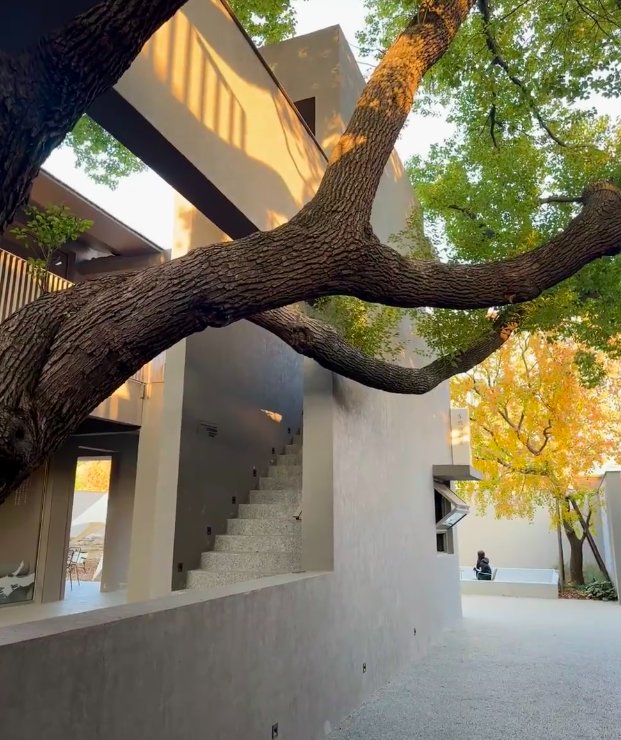 古树建筑共生