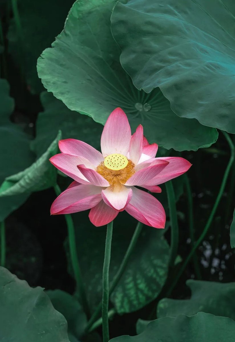 荷花特写