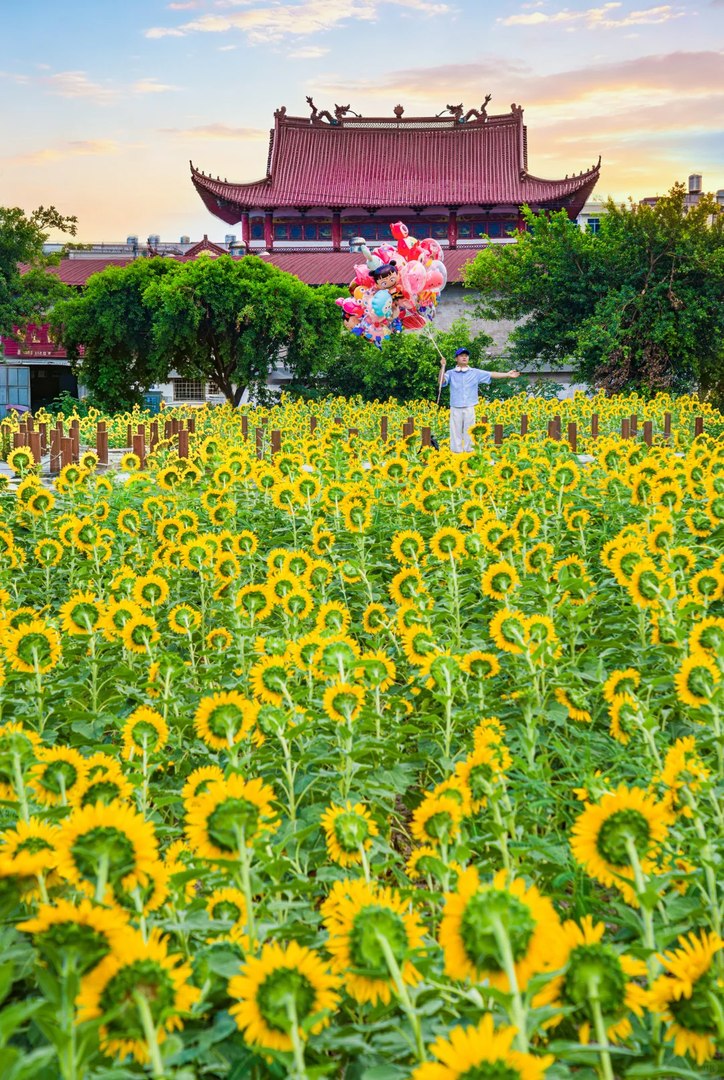 向日葵古建花海