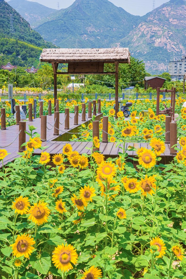 向日葵栈道